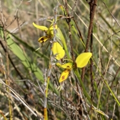 Diuris sulphurea (Tiger Orchid) at Penrose - 5 Oct 2023 by Tapirlord