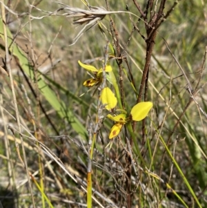 Diuris sulphurea at Wingecarribee Local Government Area - suppressed