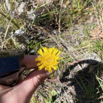 Podolepis jaceoides (Showy Copper-wire Daisy) at Penrose, NSW - 5 Oct 2023 by Tapirlord