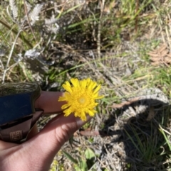 Podolepis jaceoides (Showy Copper-wire Daisy) at Penrose - 5 Oct 2023 by Tapirlord