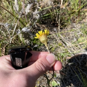 Podolepis jaceoides at Penrose - 5 Oct 2023 03:04 PM