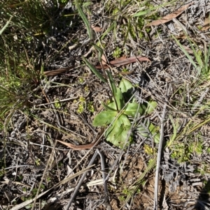 Podolepis jaceoides at Penrose - 5 Oct 2023 03:04 PM