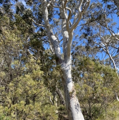 Eucalyptus racemosa (Narrow-leaved Scribbly Gum) at Wingecarribee Local Government Area - 5 Oct 2023 by Tapirlord