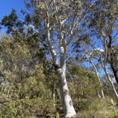 Eucalyptus racemosa at Penrose - 5 Oct 2023 03:00 PM