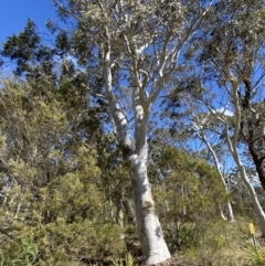 Eucalyptus racemosa at Penrose - 5 Oct 2023