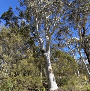 Eucalyptus racemosa at Penrose - 5 Oct 2023