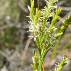 Symphionema paludosum at Bundanoon - 5 Oct 2023 by Tapirlord