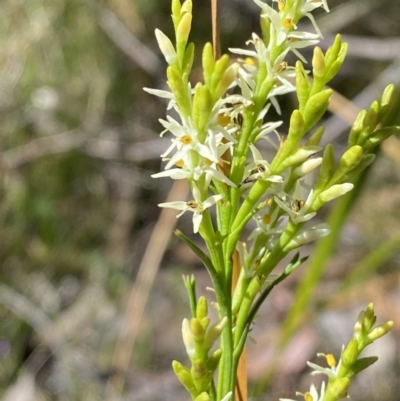 Symphionema paludosum at Bundanoon, NSW - 5 Oct 2023 by Tapirlord