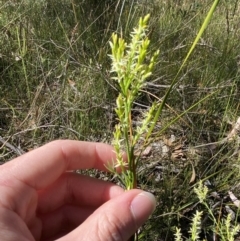 Symphionema paludosum at Wingecarribee Local Government Area - 5 Oct 2023 02:48 PM