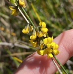 Sphaerolobium minus (Globe-pea) at Wingecarribee Local Government Area - 5 Oct 2023 by Tapirlord