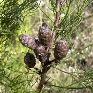 Petrophile pedunculata at Bundanoon - suppressed