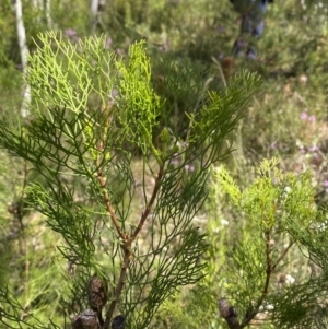 Petrophile pedunculata at Bundanoon - suppressed