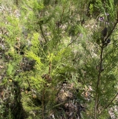 Petrophile pedunculata at Bundanoon - suppressed