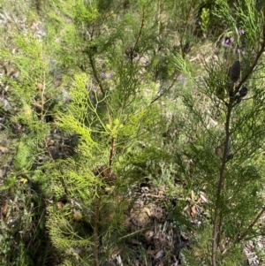 Petrophile pedunculata at Bundanoon - suppressed