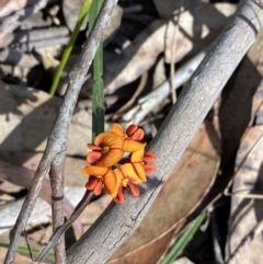 Daviesia alata at Morton National Park - 5 Oct 2023 by Tapirlord