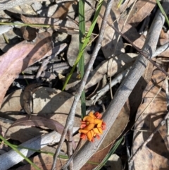 Daviesia alata at Wingecarribee Local Government Area - 5 Oct 2023