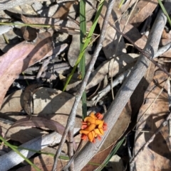 Daviesia alata at Wingecarribee Local Government Area - 5 Oct 2023 02:39 PM