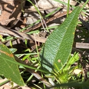 Mirbelia platylobioides at Bundanoon - 5 Oct 2023