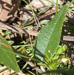 Mirbelia platylobioides (Large-flowered Mirbelia) at Bundanoon - 5 Oct 2023 by Tapirlord