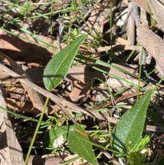 Mirbelia platylobioides at Bundanoon - 5 Oct 2023 02:38 PM