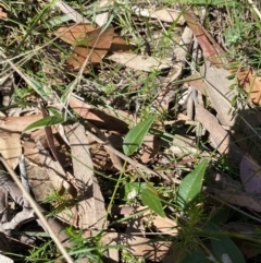 Mirbelia platylobioides at Bundanoon - 5 Oct 2023 02:38 PM