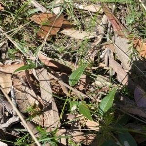 Mirbelia platylobioides at Bundanoon - 5 Oct 2023