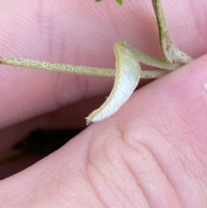 Mirbelia platylobioides at Bundanoon - 5 Oct 2023