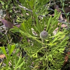 Isopogon anemonifolius (Common Drumsticks) at Bundanoon, NSW - 5 Oct 2023 by Tapirlord