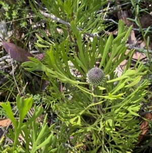 Isopogon anemonifolius at Wingecarribee Local Government Area - 5 Oct 2023