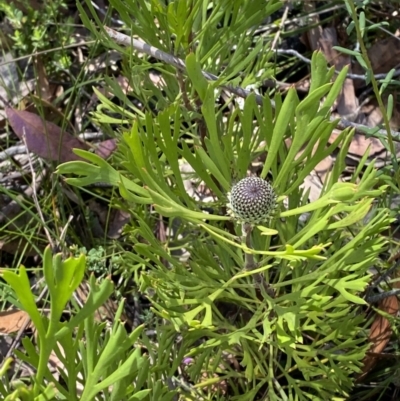 Isopogon anemonifolius (Common Drumsticks) at Bundanoon, NSW - 5 Oct 2023 by Tapirlord