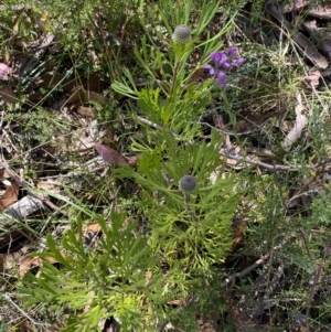 Isopogon anemonifolius at Wingecarribee Local Government Area - suppressed