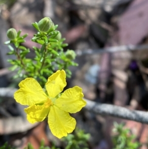 Hibbertia puberula at Bundanoon - 5 Oct 2023