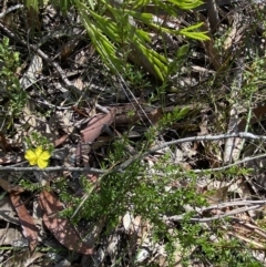 Hibbertia puberula at Bundanoon - 5 Oct 2023