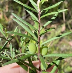 Persoonia mollis subsp. ledifolia at Bundanoon, NSW - 5 Oct 2023 by Tapirlord