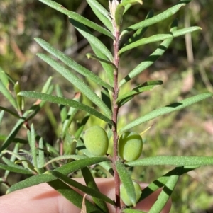 Persoonia mollis subsp. ledifolia at Wingecarribee Local Government Area - 5 Oct 2023 02:36 PM