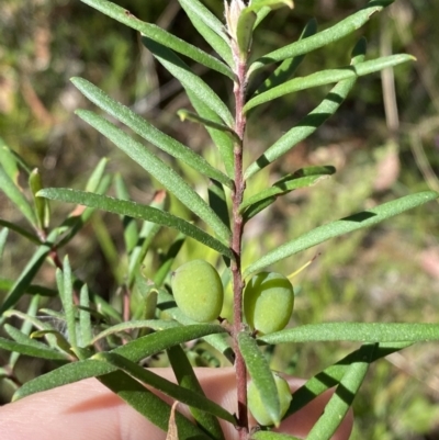 Persoonia mollis subsp. ledifolia at Morton National Park - 5 Oct 2023 by Tapirlord