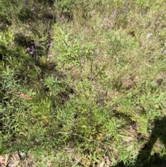 Persoonia mollis subsp. ledifolia at Wingecarribee Local Government Area - 5 Oct 2023 02:36 PM