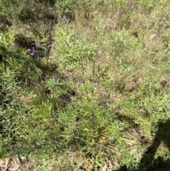 Persoonia mollis subsp. ledifolia at Wingecarribee Local Government Area - 5 Oct 2023