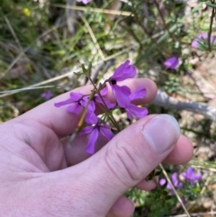 Tetratheca thymifolia (Black-eyed Susan) at Morton National Park - 5 Oct 2023 by Tapirlord