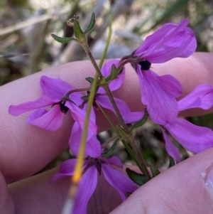 Tetratheca thymifolia at Bundanoon - 5 Oct 2023