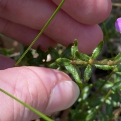 Tetratheca thymifolia at Bundanoon - 5 Oct 2023