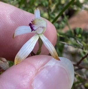 Caladenia testacea at Wingecarribee Local Government Area - 5 Oct 2023