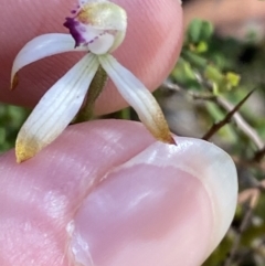 Caladenia testacea at Wingecarribee Local Government Area - suppressed