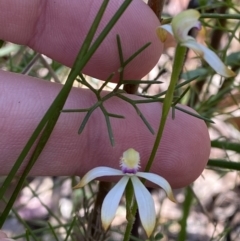 Caladenia testacea at Wingecarribee Local Government Area - 5 Oct 2023