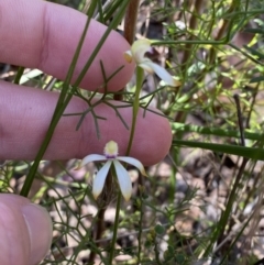 Caladenia testacea at Wingecarribee Local Government Area - 5 Oct 2023