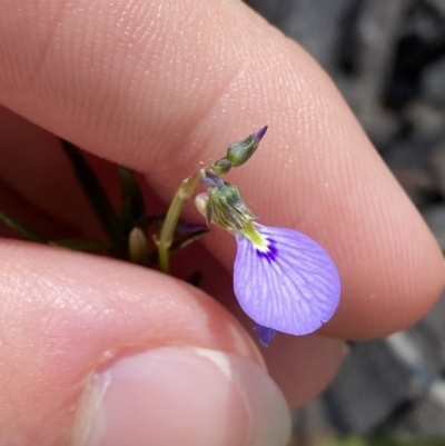 Pigea monopetala (Slender Violet) at Wingecarribee Local Government Area - 5 Oct 2023 by Tapirlord