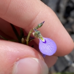 Pigea monopetala (Slender Violet) at Wingecarribee Local Government Area - 5 Oct 2023 by Tapirlord