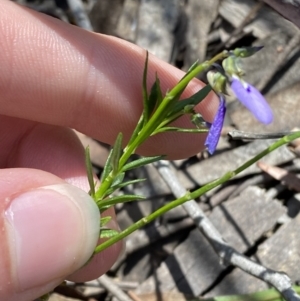 Hybanthus monopetalus at Bundanoon - 5 Oct 2023