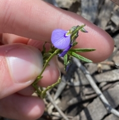 Hybanthus monopetalus at Bundanoon - 5 Oct 2023