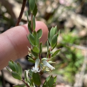 Brachyloma daphnoides at Wingecarribee Local Government Area - 5 Oct 2023 02:32 PM